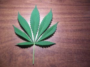 Florida Marijuana Initiative Finds Foe in Bondi